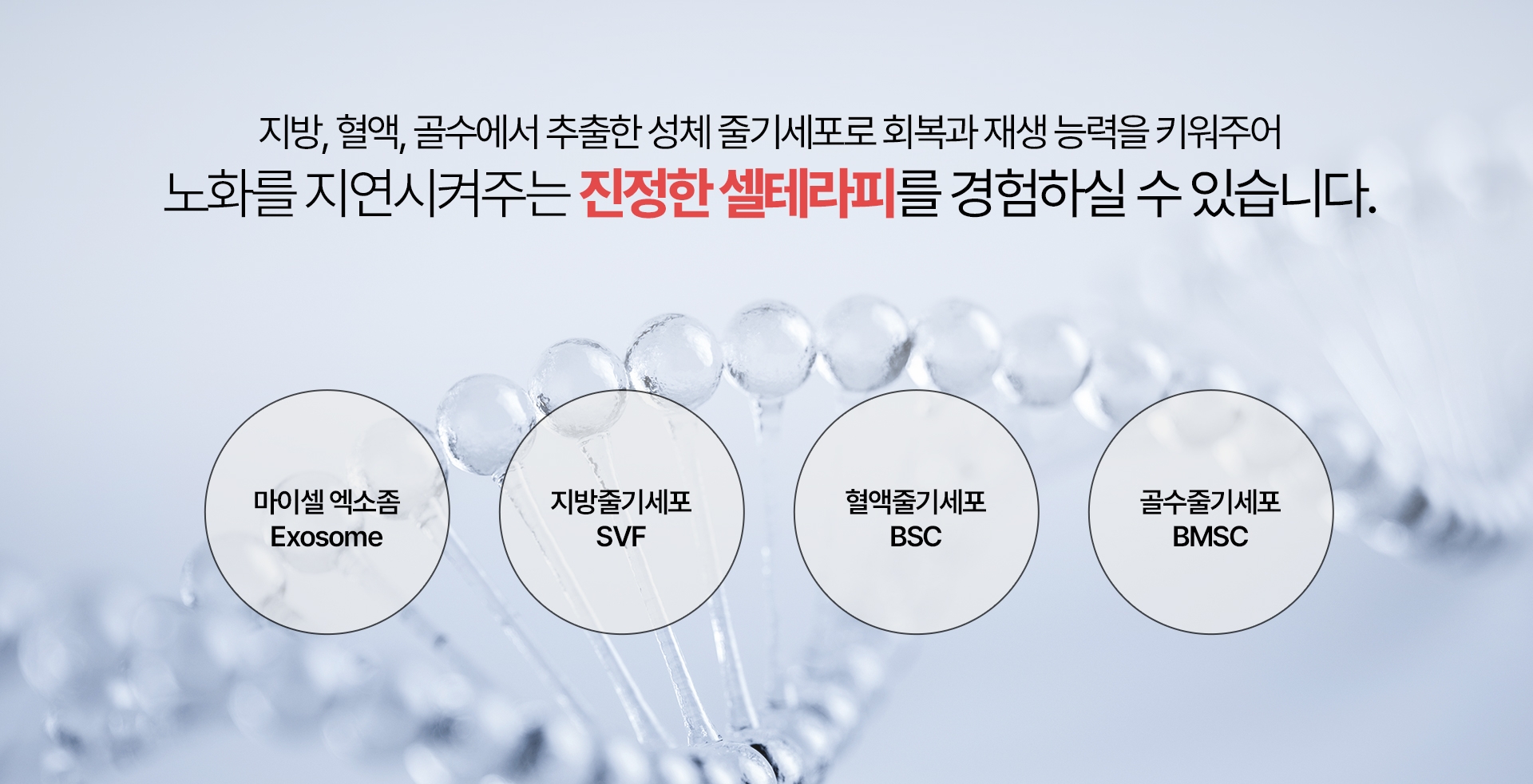 지방, 혈액, 골수에서 추출한 성체 줄기세포로 회복과 재생 능력을 키워주어 노화를 지연시켜주는 진정한 셀테라피를 경험하실 수 있습니다. -마이셀 엑소좀 -Exosome -지방줄기세포 -SVF -혈액줄기세포 -BSC -골수줄기세포 -BMSC